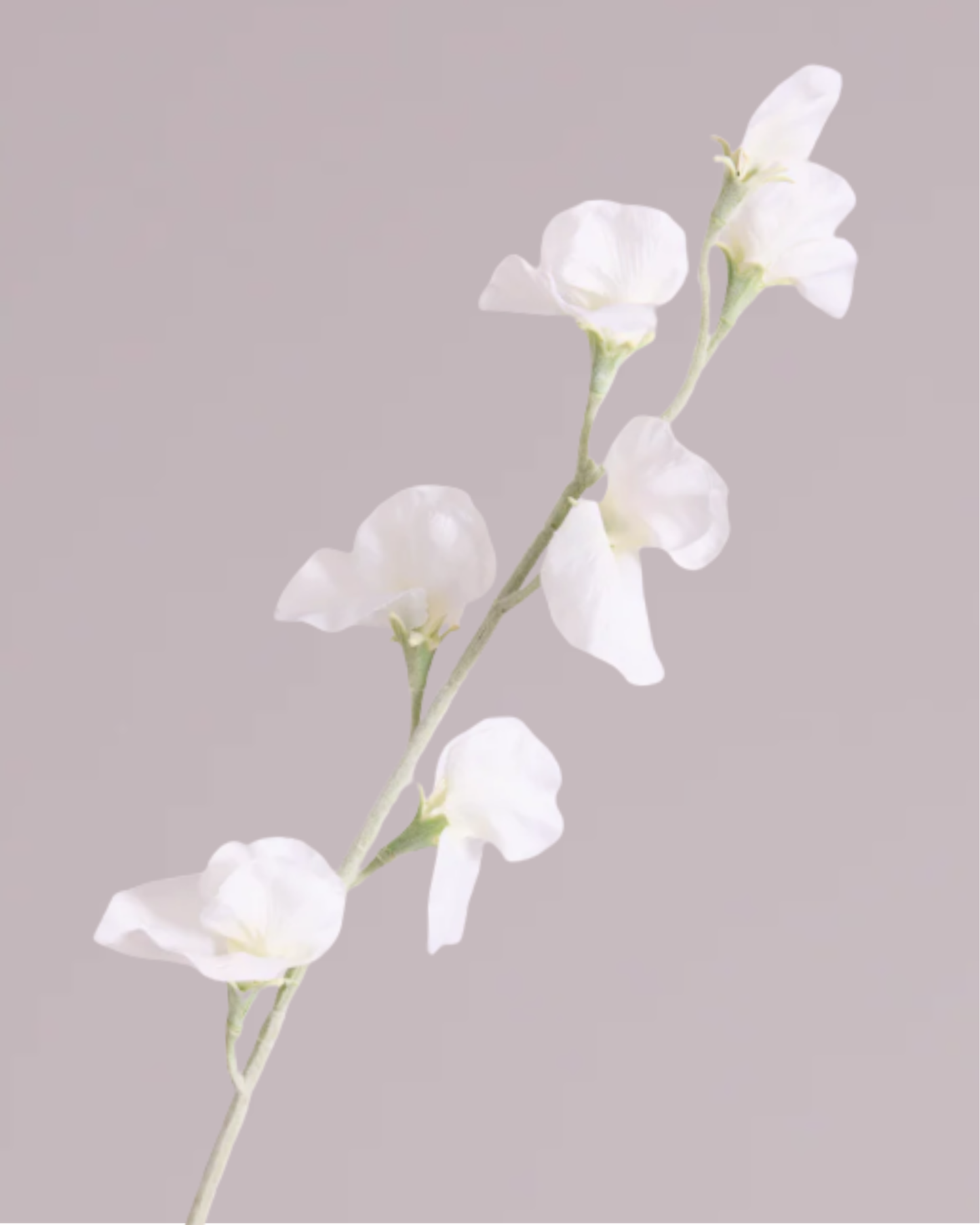 DELICATE SWEETPEA SPRAY IN WHITE