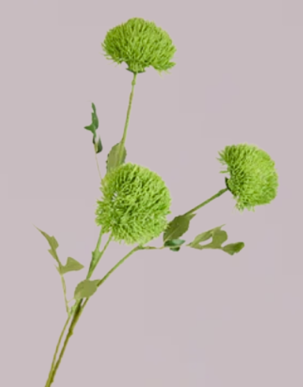 DIANTHUS IN GREEN