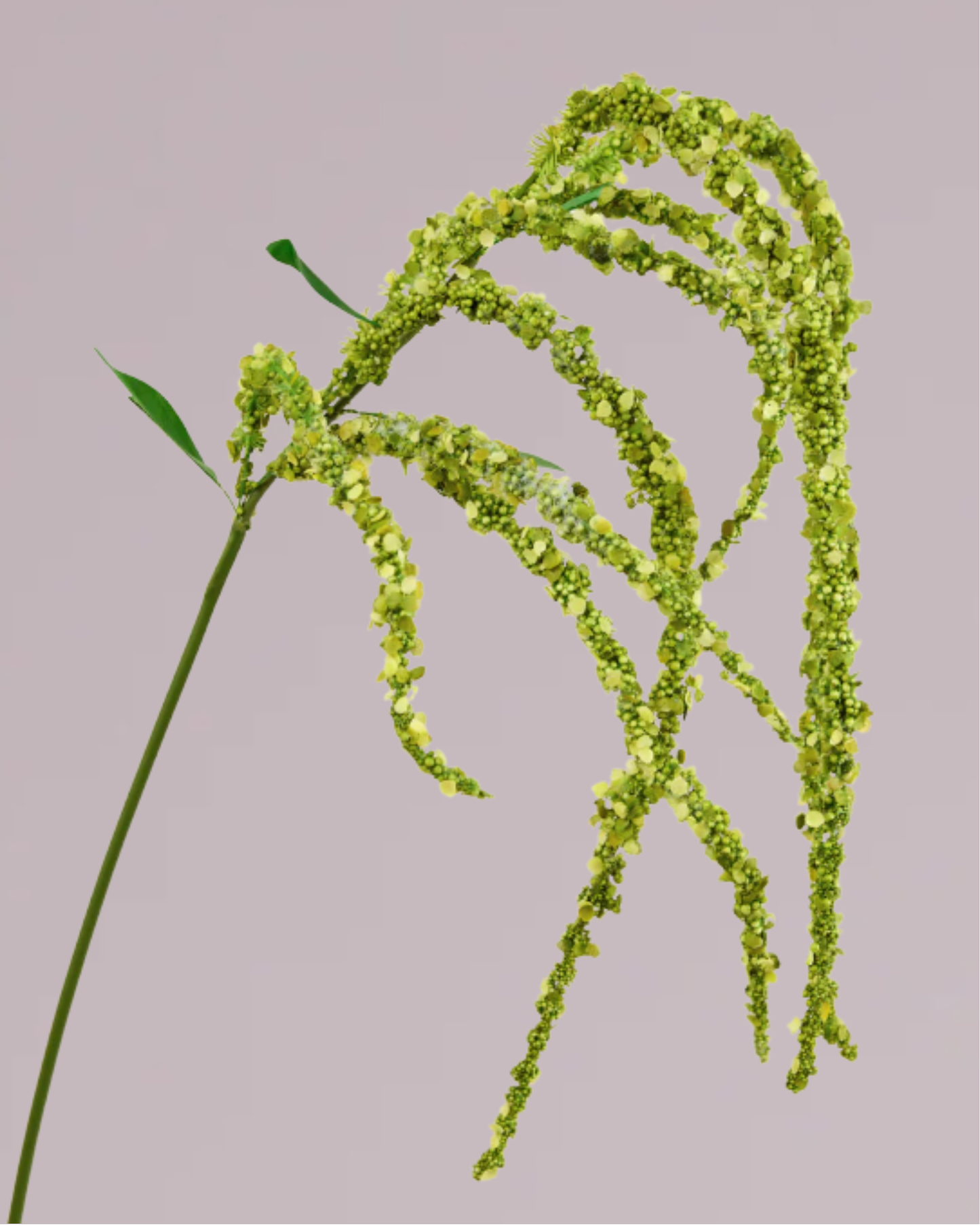 AMARANTHUS IN GREEN