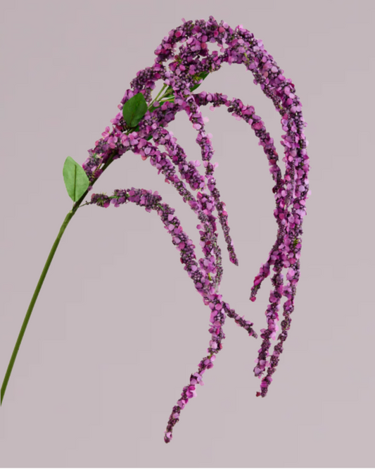 AMARANTHUS IN PURPLE