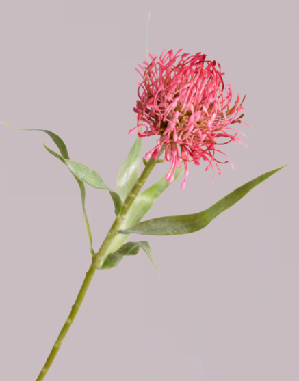 FIRECRACKER PROTEA IN PINK
