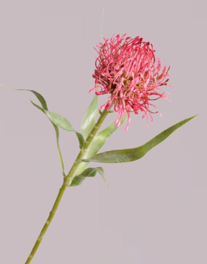 FIRECRACKER PROTEA IN PINK