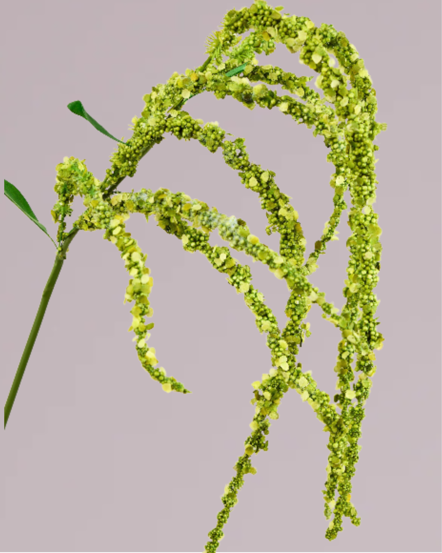 AMARANTHUS IN GREEN