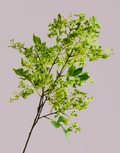 FLUFFY FOLIAGE IN GREEN
