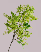 FLUFFY FOLIAGE IN GREEN