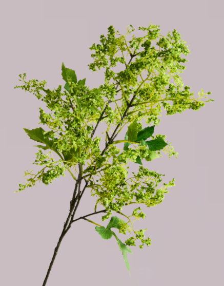 FLUFFY FOLIAGE IN GREEN