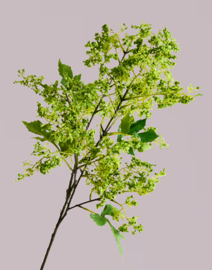 FLUFFY FOLIAGE IN GREEN