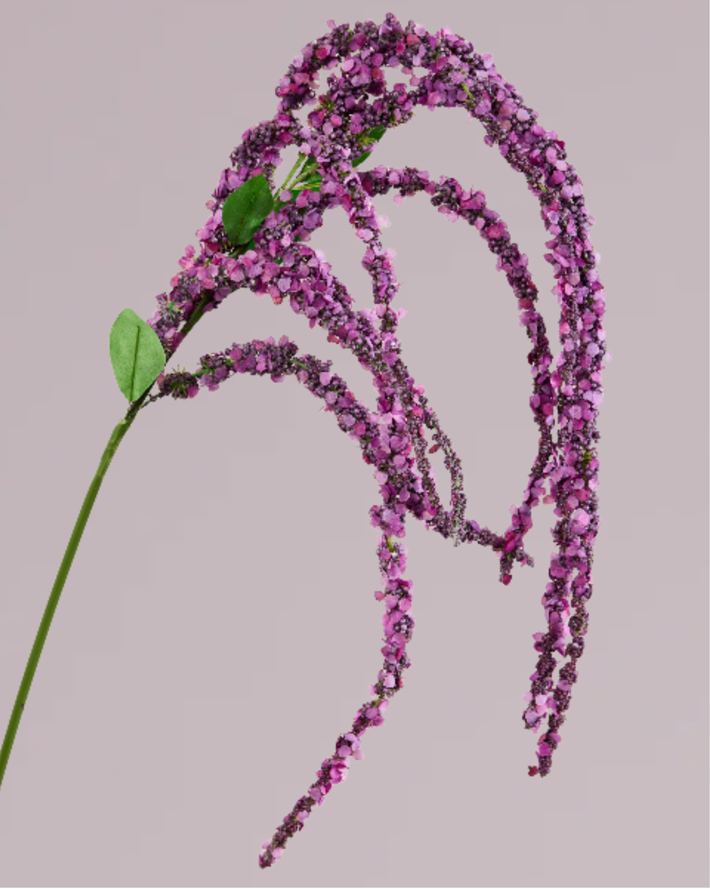 AMARANTHUS IN PURPLE