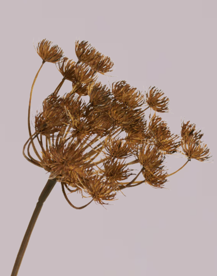 HOGWEED SPRAY BROWN
