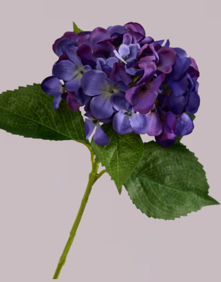 HYDRANGEA IN BLUE/PURPLE