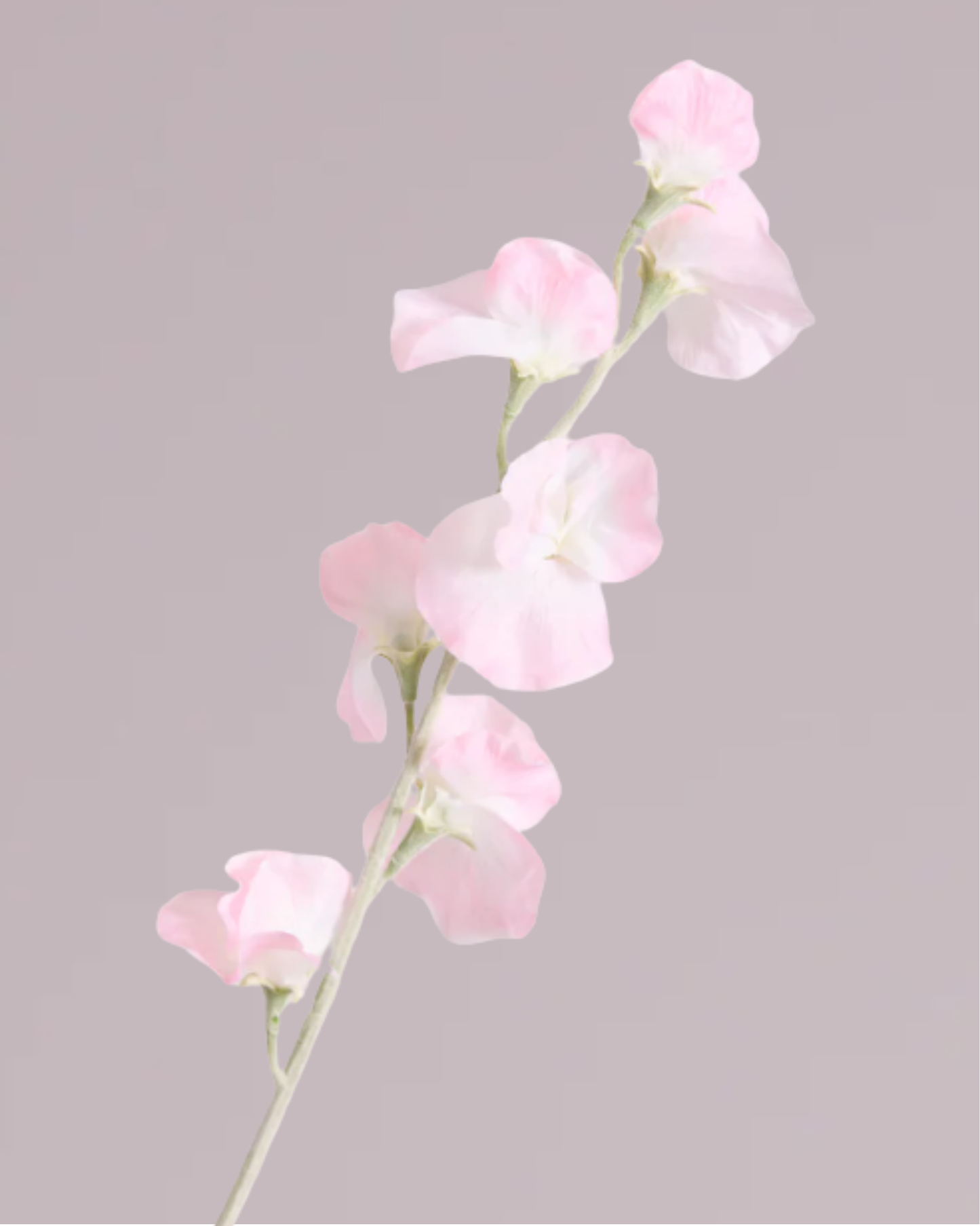 DELICATE SWEETPEA SPRAY IN BLUSH