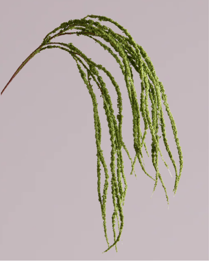AMARANTHUS SPRAY IN GREEN