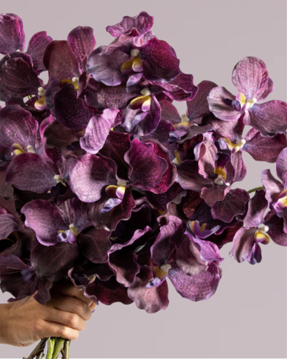 ABSOLUTE LUXURY REAL TOUCH ORCHIDS IN MAUVE