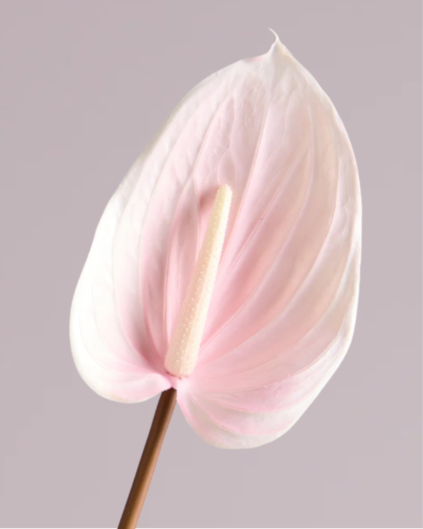 ANTHURIUM IN BABY PINK (EXTRA LARGE)