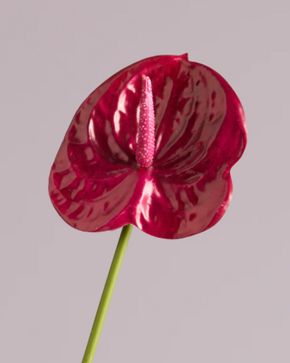 ANTHURIUM IN DEEP PINK