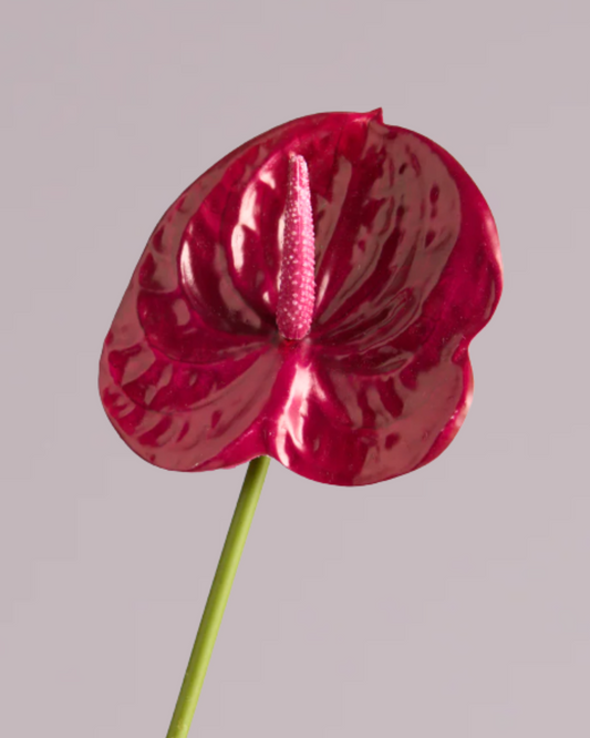 ANTHURIUM IN DEEP PINK