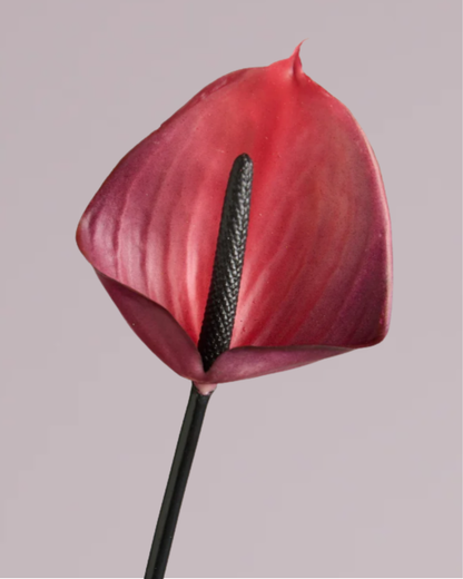 ANTHURIUM IN HOT PINK