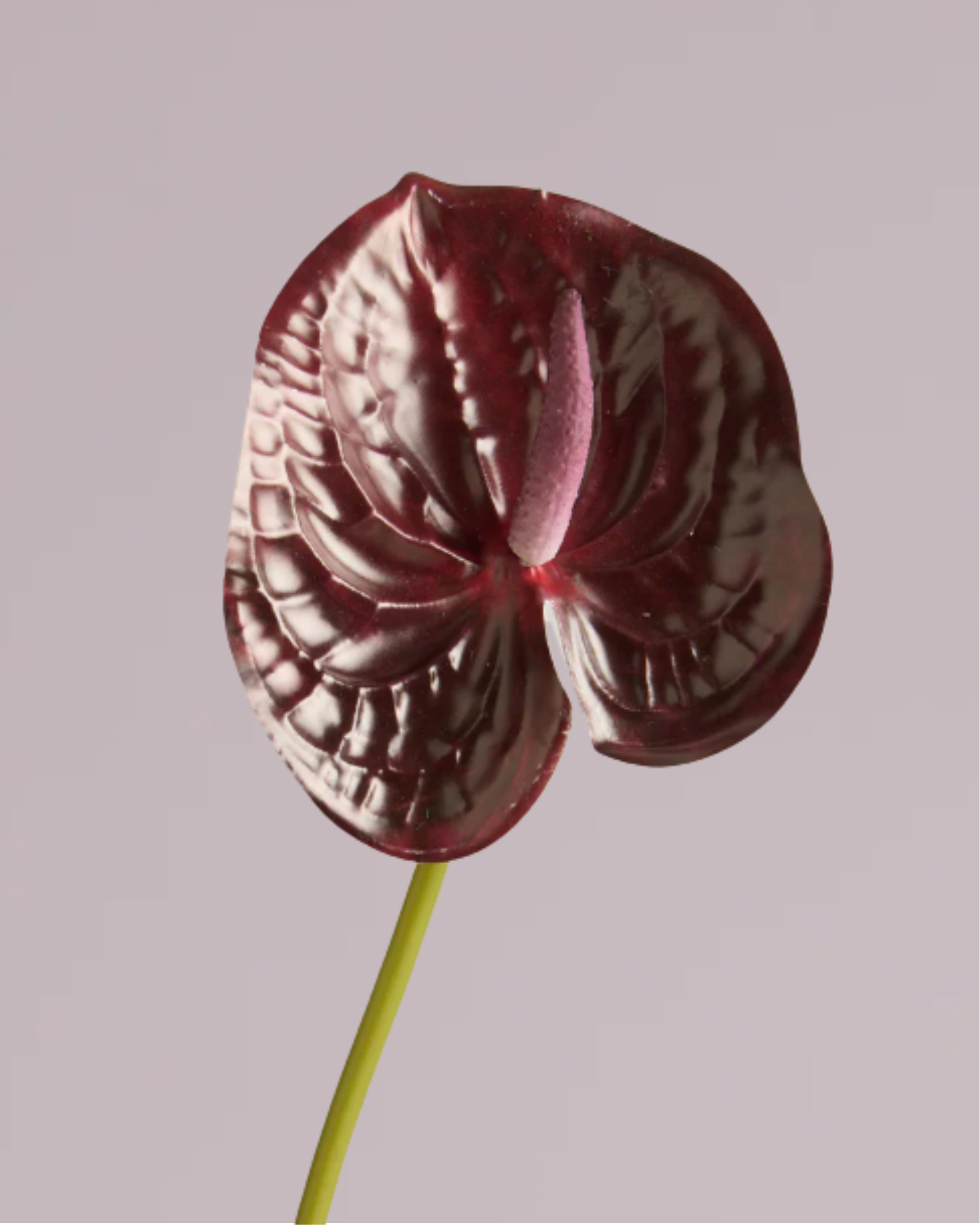 burgundy anthurium ANTHURIUM IN MERLOT – Faux King Florals