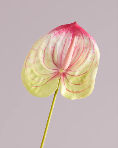 ANTHURIUM IN PINK AND LIME