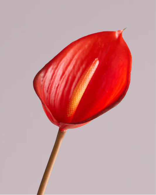 ANTHURIUM IN RED