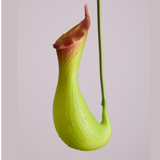 PITCHER PLANT IN GREEN