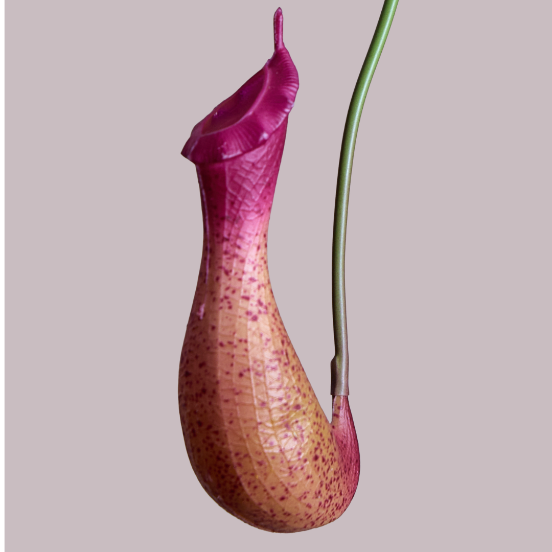 PITCHER PLANT IN PURPLE