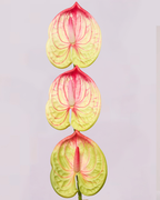 MINI ANTHURIUM IN PINK AND LIME