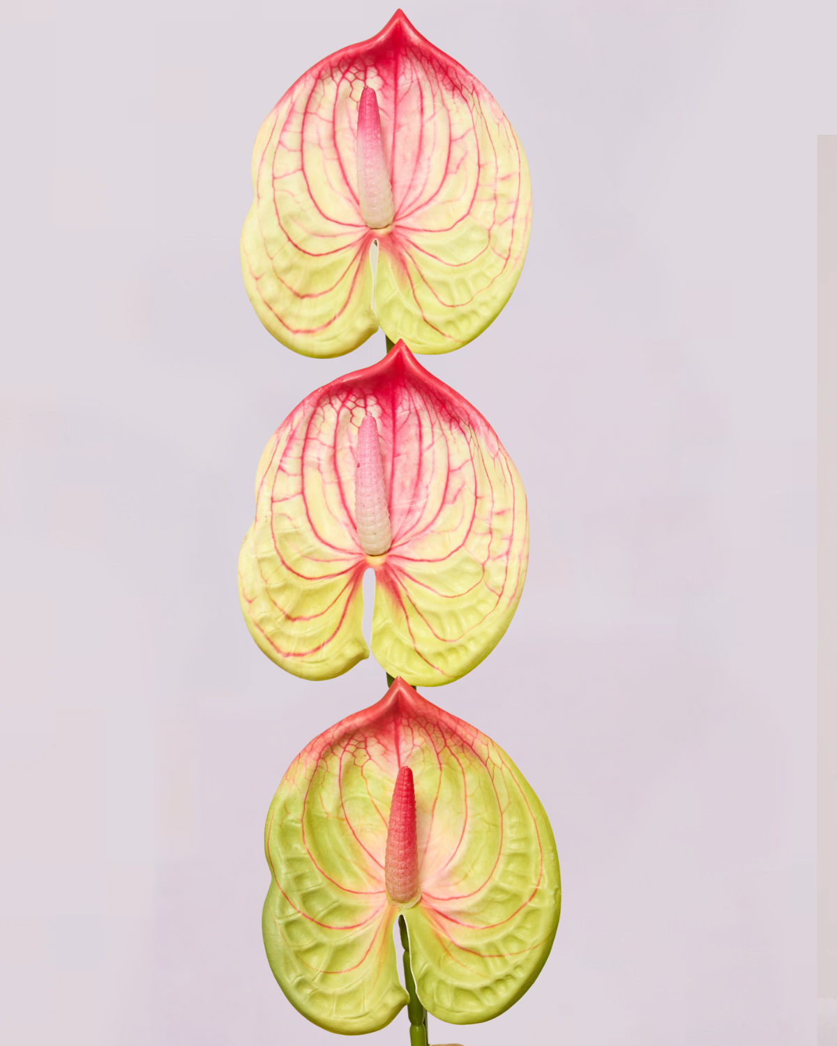 MINI ANTHURIUM IN PINK AND LIME
