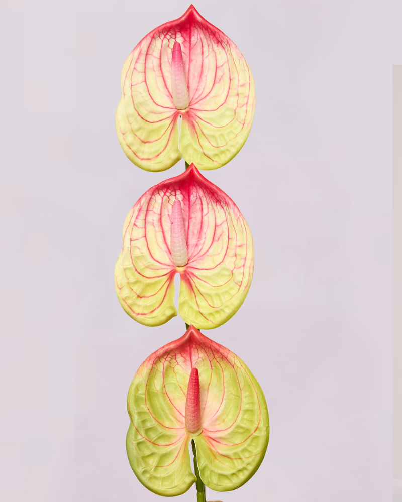 MINI ANTHURIUM IN PINK AND LIME