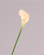 CALLA LILY IN PINK (SMALL)