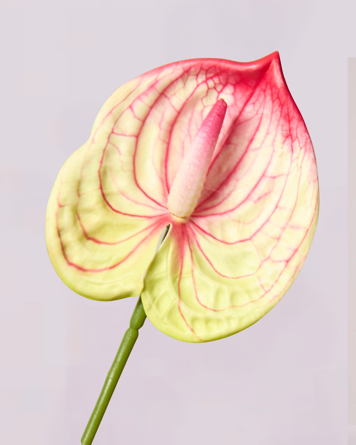 MINI ANTHURIUM IN PINK AND LIME