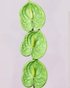 MINI ANTHURIUM IN GREEN