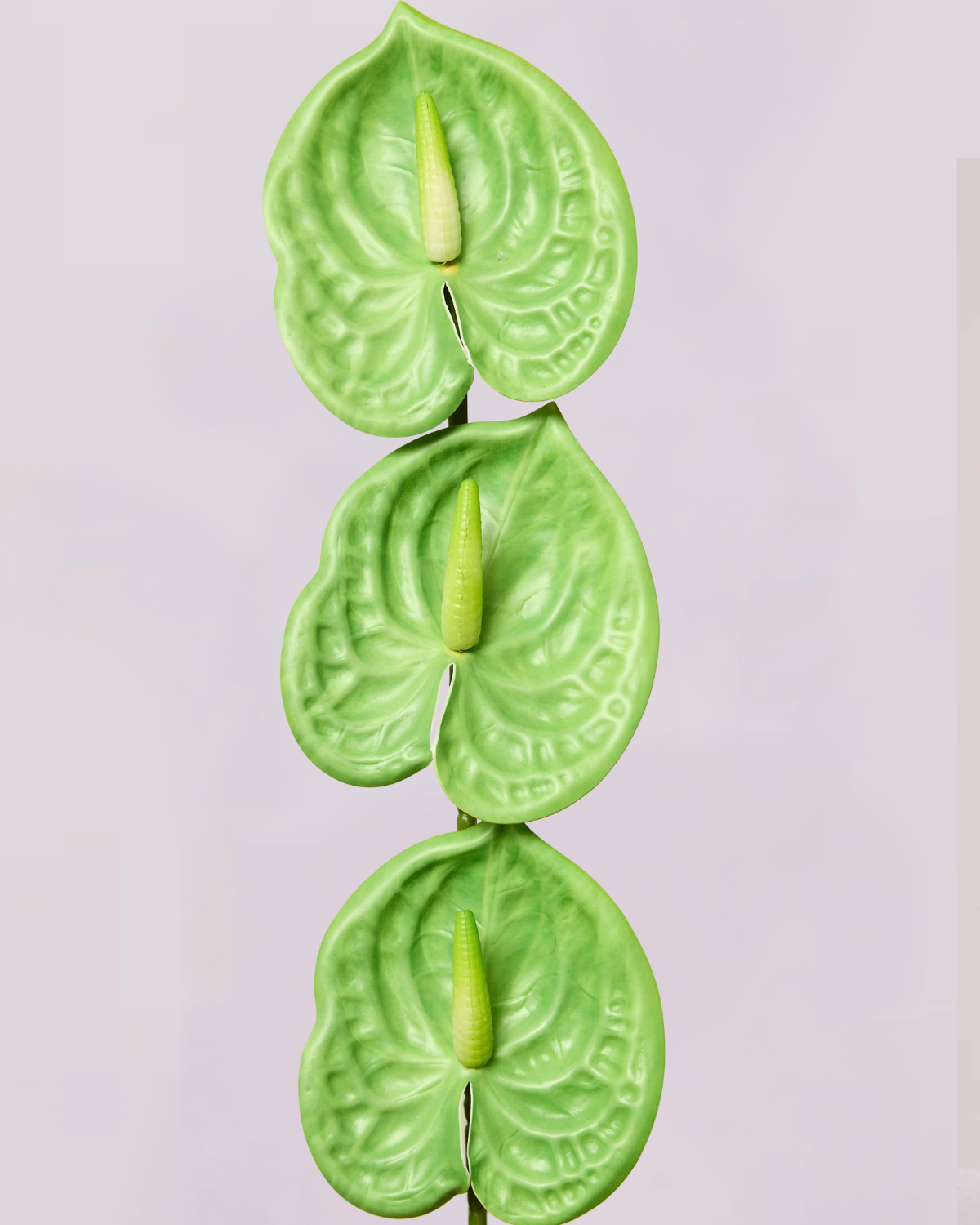 MINI ANTHURIUM IN GREEN
