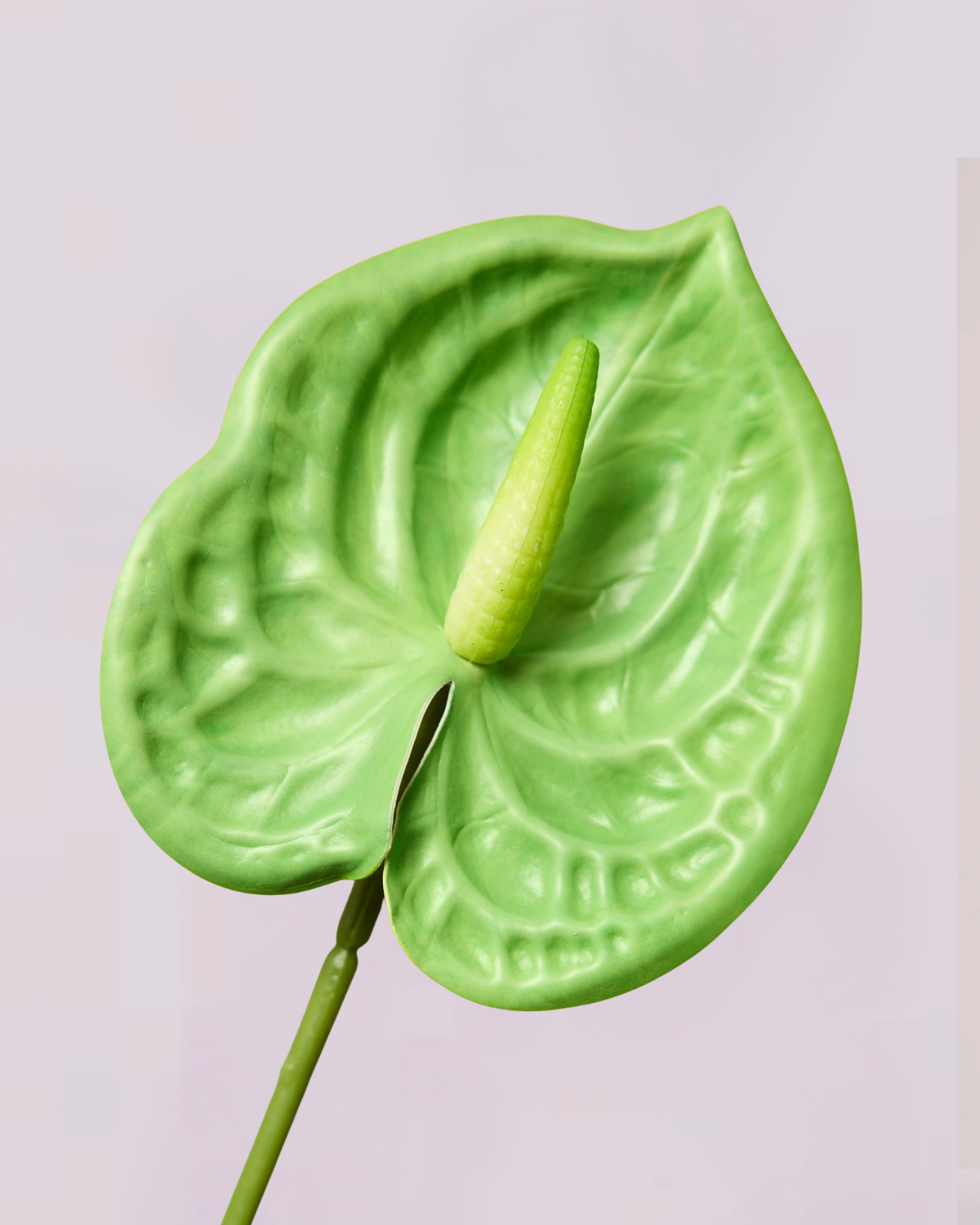 MINI ANTHURIUM IN GREEN