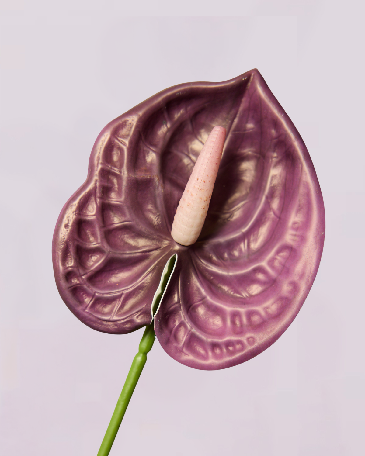 MINI ANTHURIUM IN DEEP PURPLE