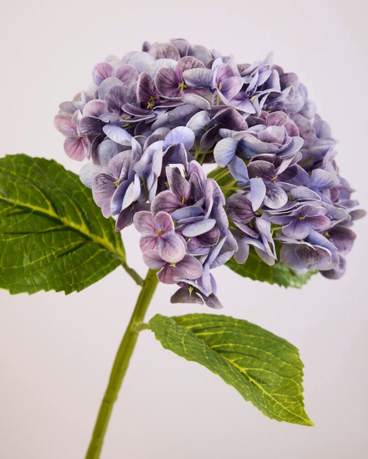 HYDRANGEA IN LILAC