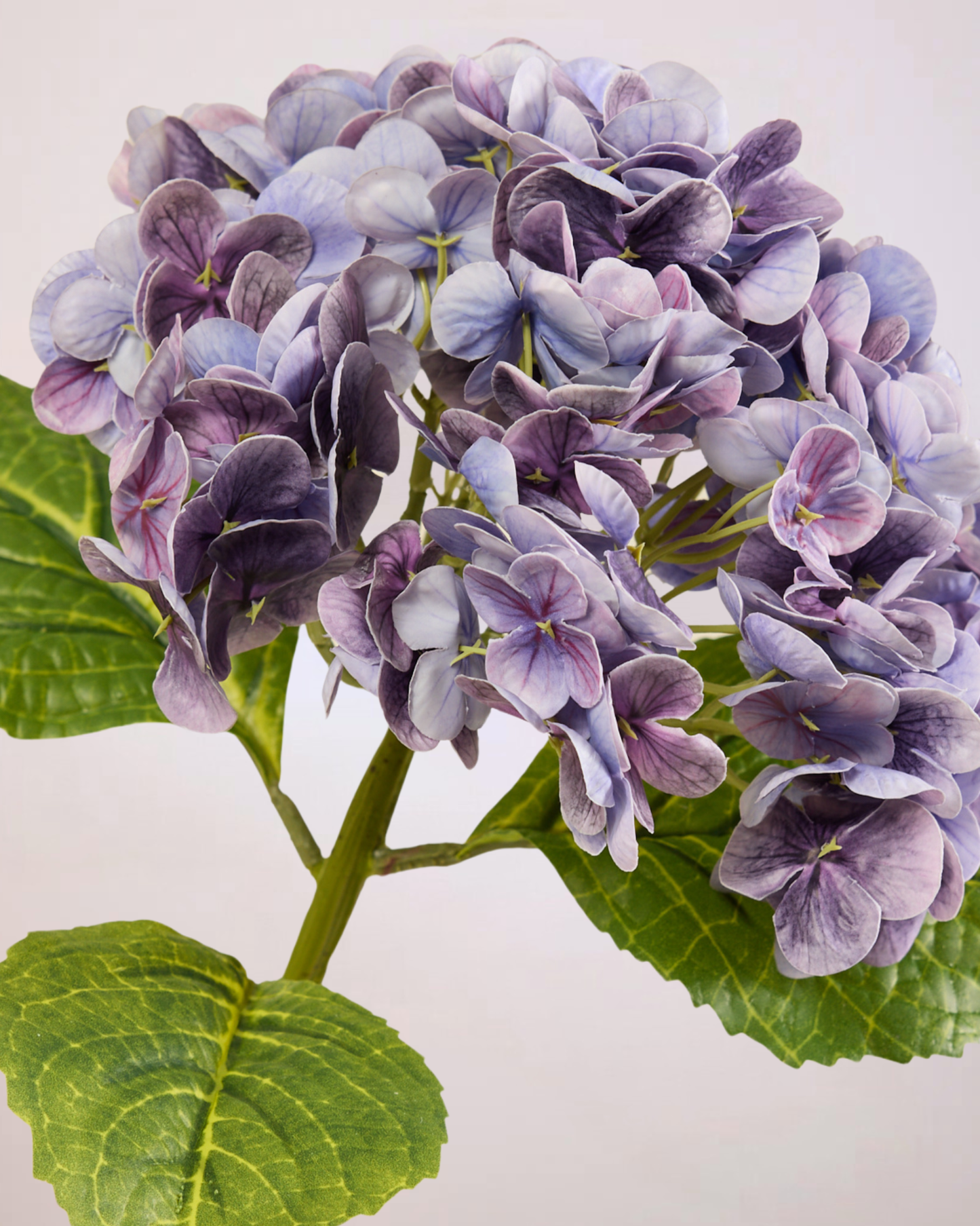 HYDRANGEA IN LILAC