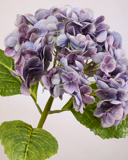 HYDRANGEA IN LILAC