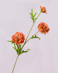 SCABIOSA IN BURNT ORANGE