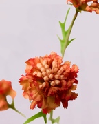 SCABIOSA IN BURNT ORANGE