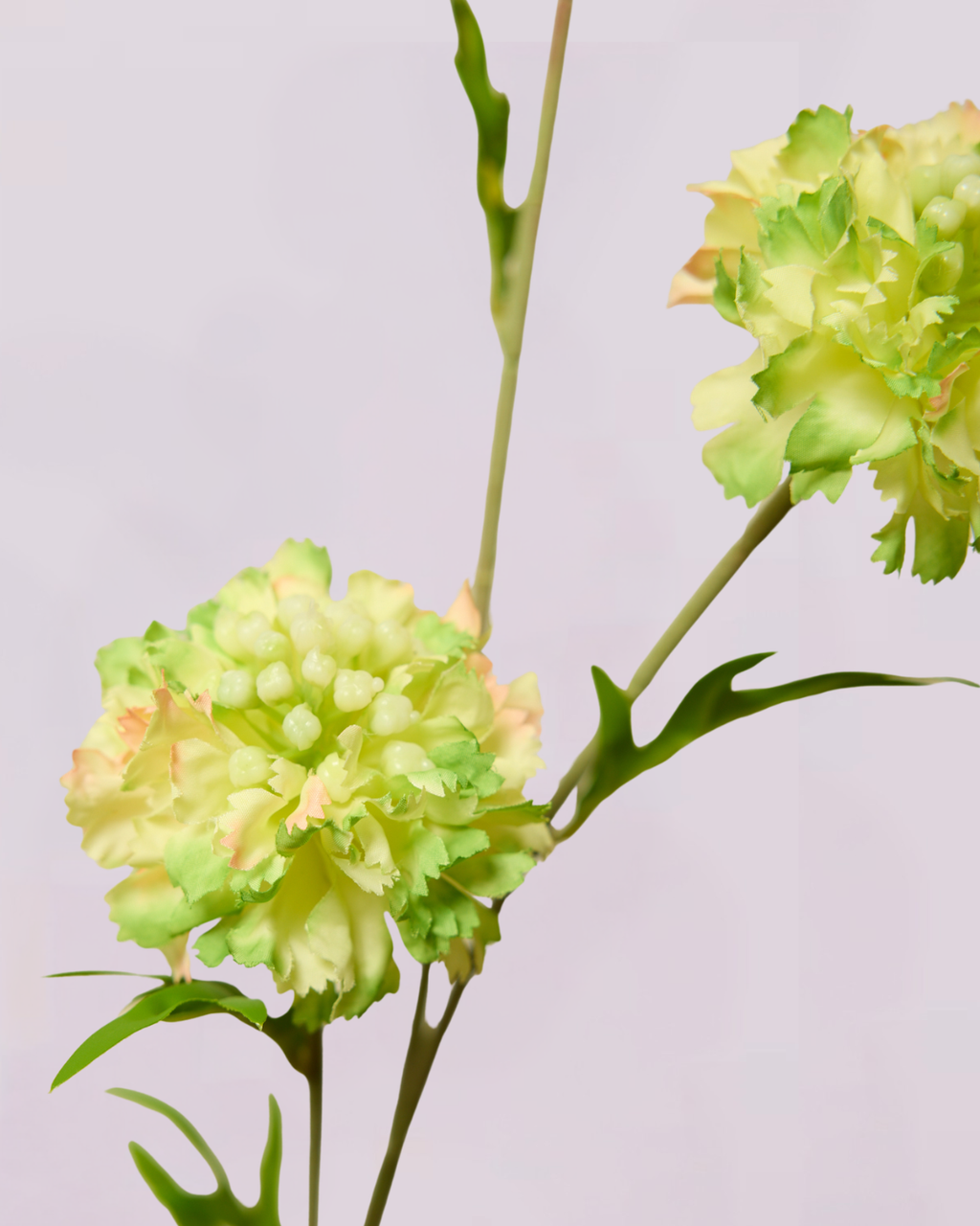 SCABIOSA IN GREEN