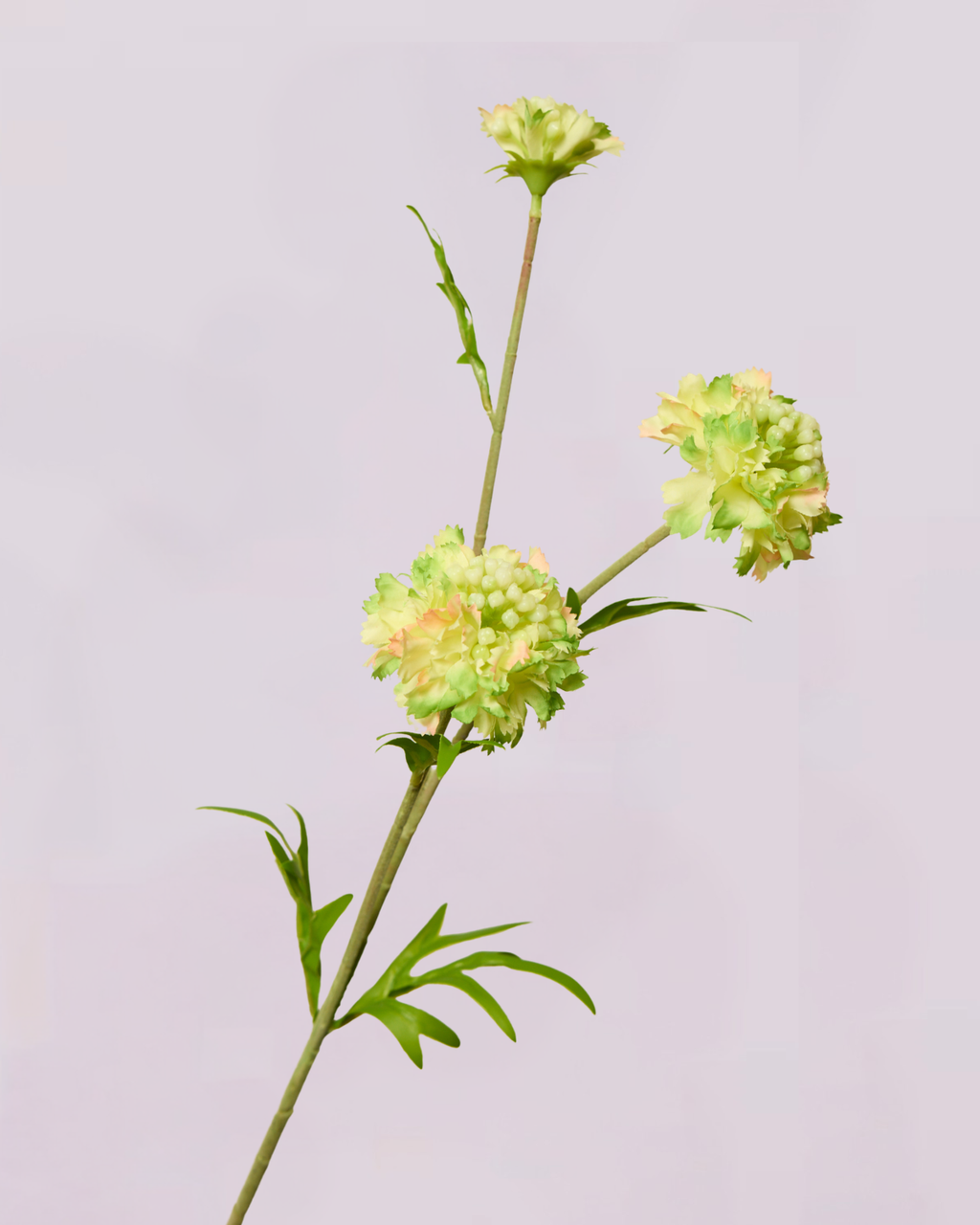 SCABIOSA IN GREEN