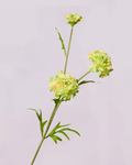 SCABIOSA IN GREEN