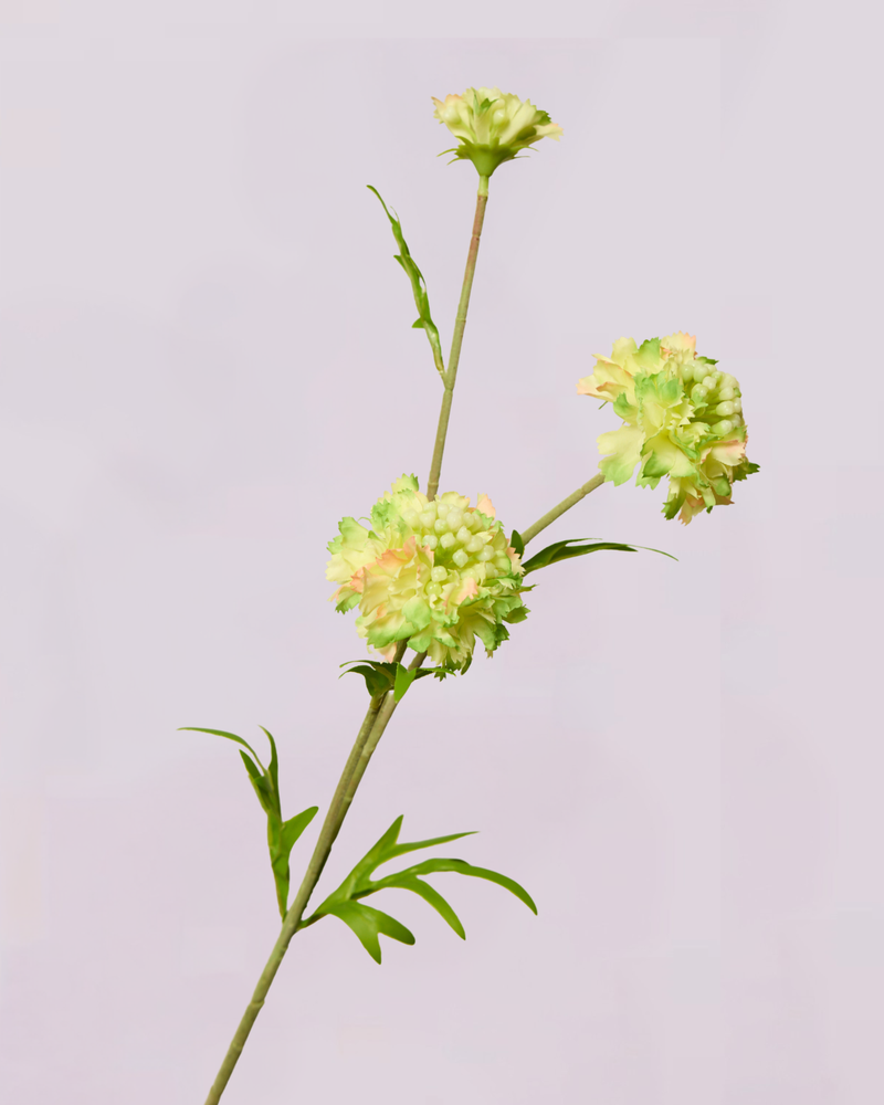 SCABIOSA IN GREEN
