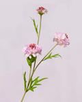 SCABIOSA IN LILAC