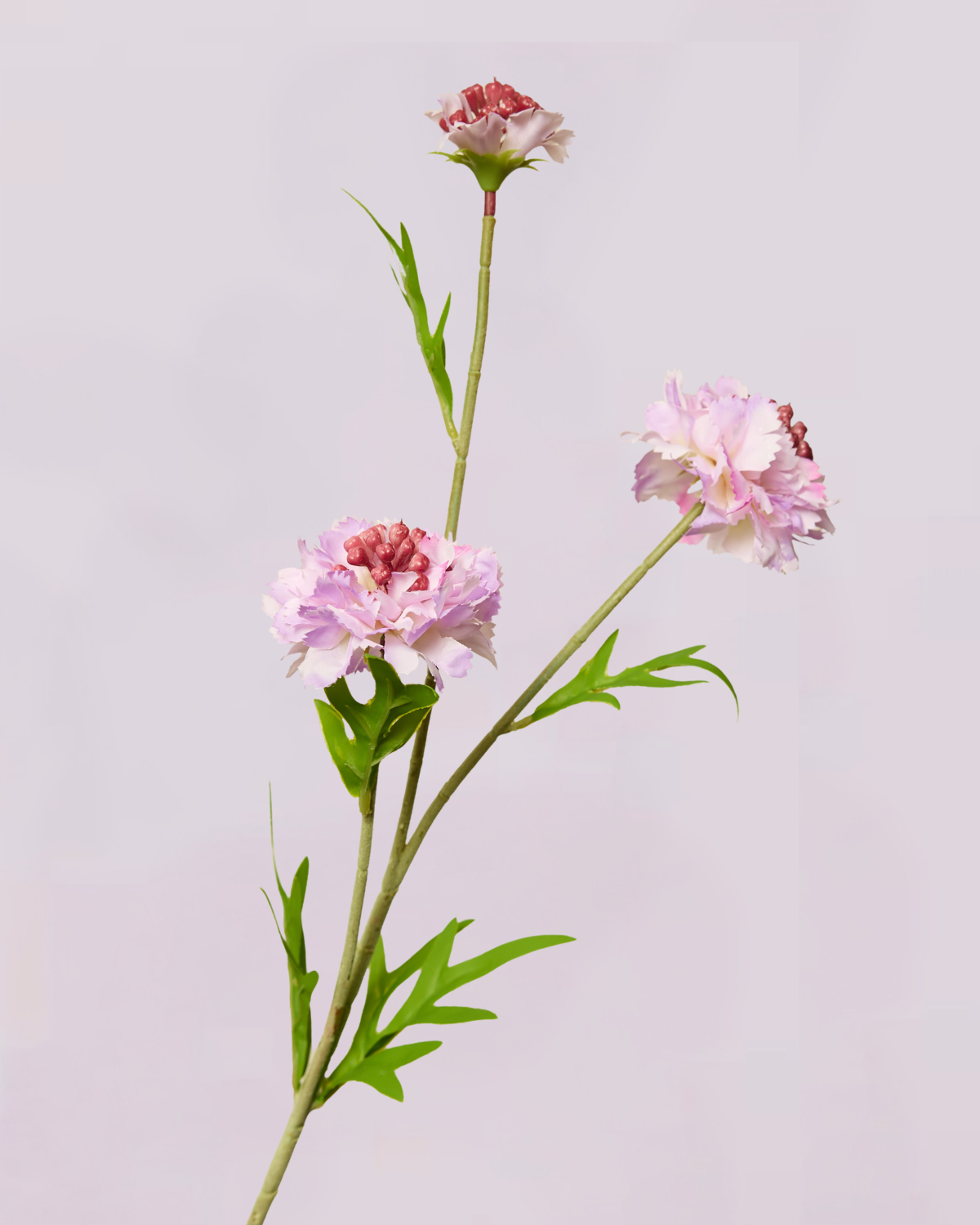 SCABIOSA IN LILAC