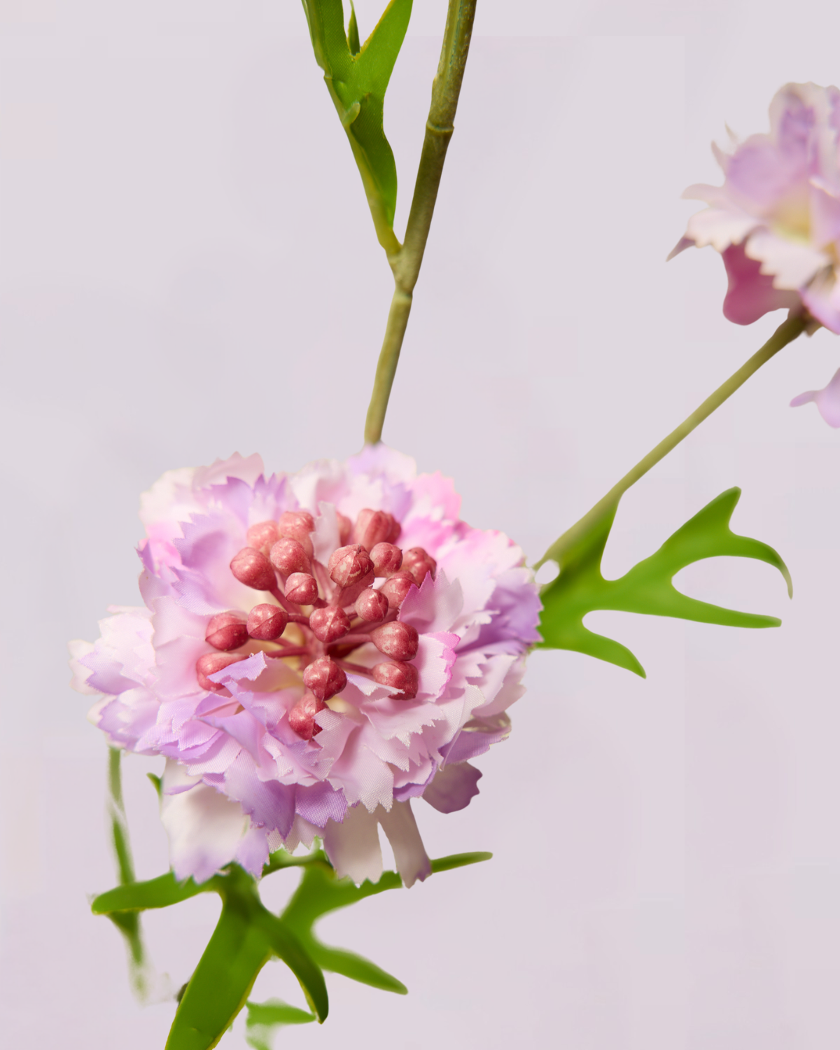 SCABIOSA IN LILAC