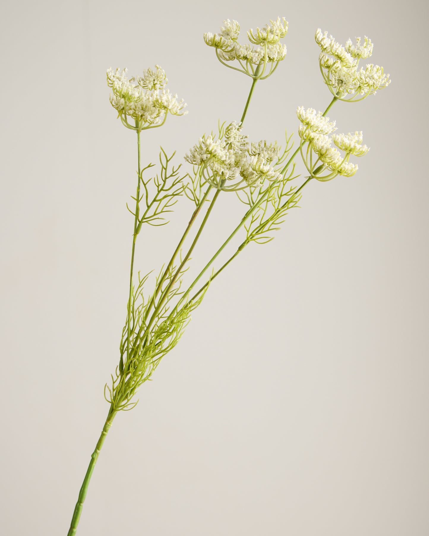 White Queen Annes Lace Spray