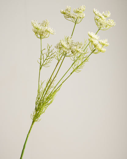 White Queen Annes Lace Spray