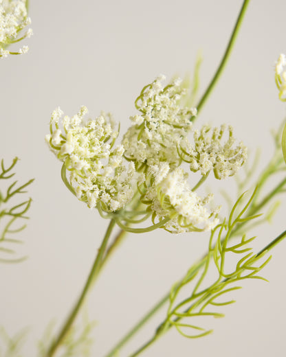 White Queen Annes Lace Spray